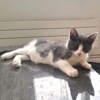 Chaton boom #3