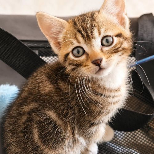 Chaton pivoine #1