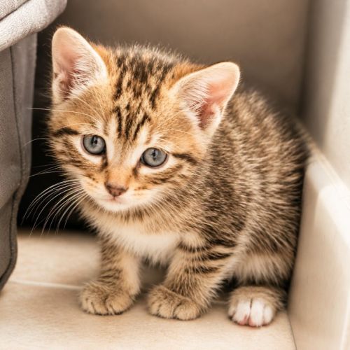 Chaton pivoine #0