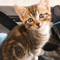 Chaton pivoine #1