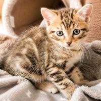 Chaton pivoine #3