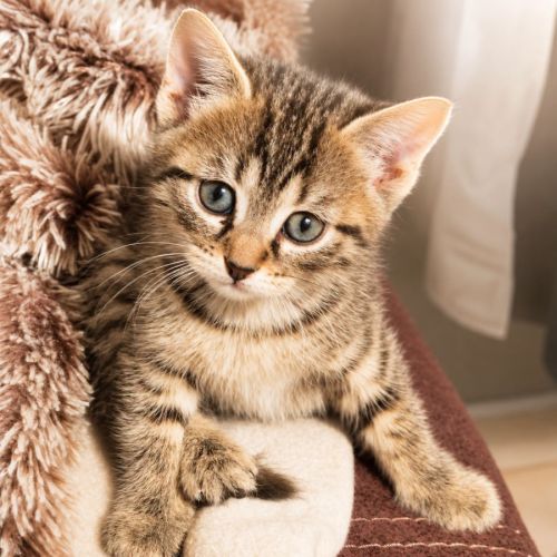 Chaton jonquille #0