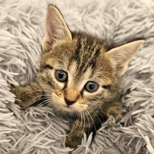 Chaton jonquille #3