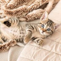 Chaton jonquille #2