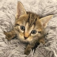 Chaton jonquille #3
