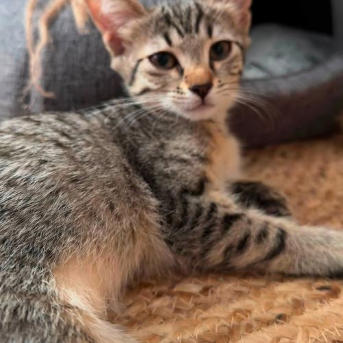 Nyx, une petite timide très joueuse #0