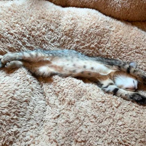 Nyx, une petite timide très joueuse #7