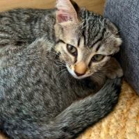 Nyx, une petite timide très joueuse #2