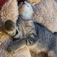 Nyx, une petite timide très joueuse #4