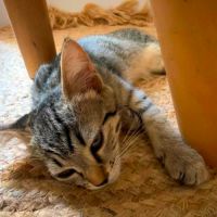Nyx, une petite timide très joueuse #6
