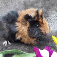 Cochon d'inde femelle