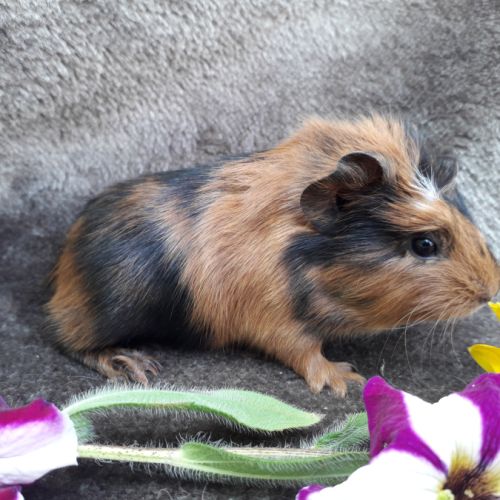 Cochon d'inde femelle #0