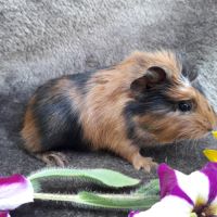 Cochon d'inde femelle