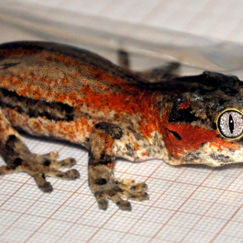 Vend  ou échange gecko gargouille