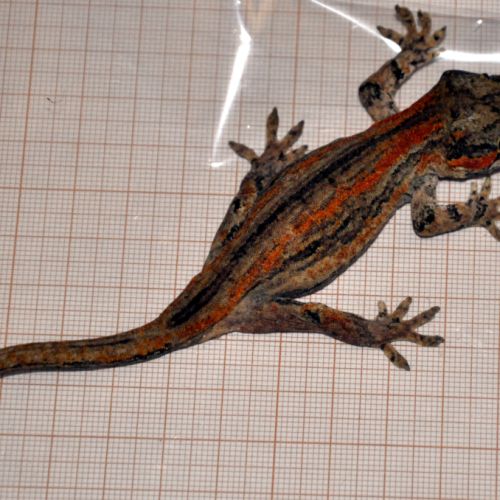 Vend  ou échange gecko gargouille #2