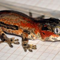 Vend  ou échange gecko gargouille