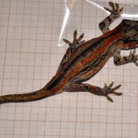 Vend  ou échange gecko gargouille #2