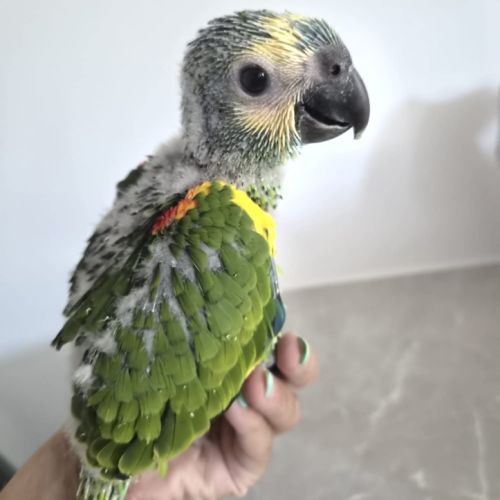 Bébé amazone front bleu