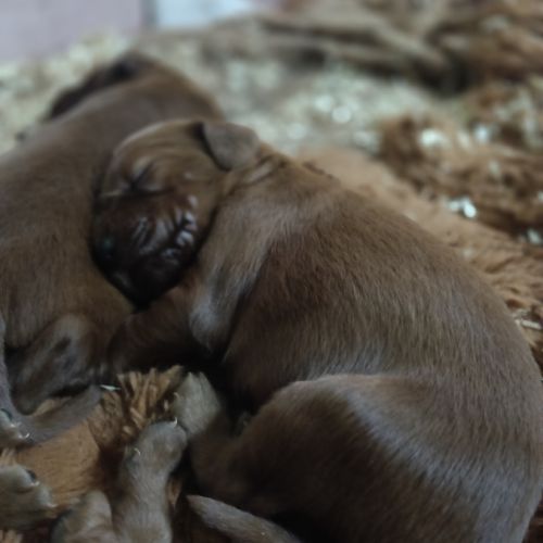 Chiots setter irlandais rouge #1