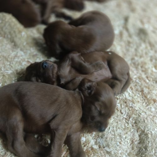 Chiots setter irlandais rouge #2