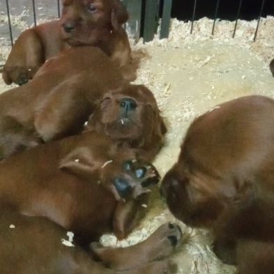 Chiots setter irlandais rouge