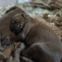 Chiots setter irlandais rouge #1