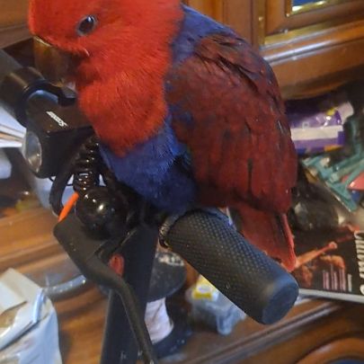 Adorable eclectus femelle eam #5