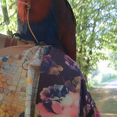 Adorable eclectus femelle eam #6