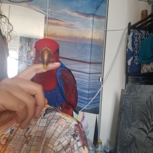 Adorable eclectus femelle eam #7