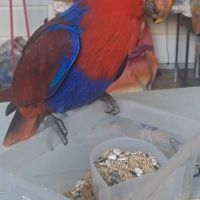 Adorable eclectus femelle eam #8
