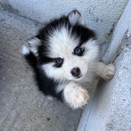 Pomsky toy #4