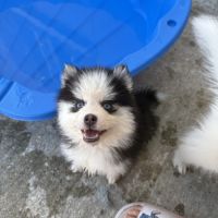 Pomsky toy #1