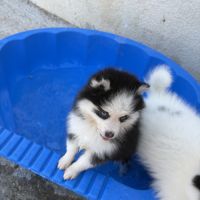 Pomsky toy #0