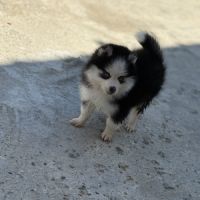Pomsky toy #3