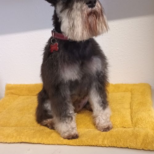 Chiots schnauzer nain lof #1