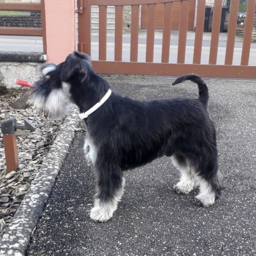 Chiots schnauzer nain lof #2