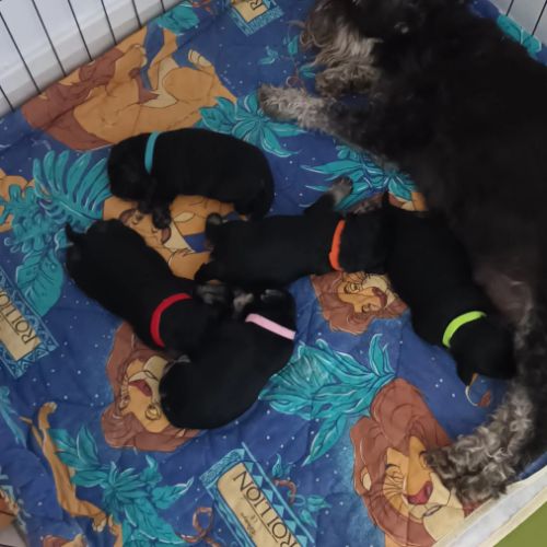 Chiots schnauzer nain lof