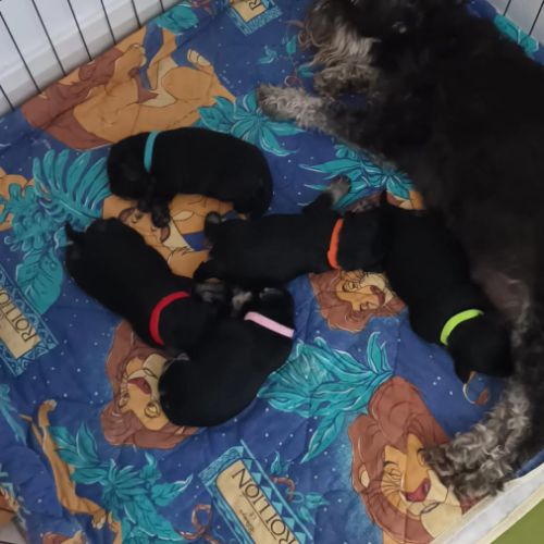 Chiots schnauzer nain lof #4