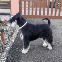Chiots schnauzer nain lof #2