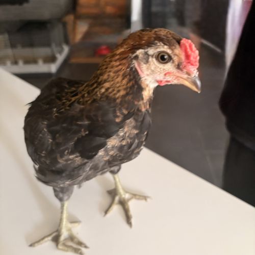 Coqs à donner contre bons soins