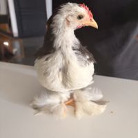 Coqs à donner contre bons soins #2