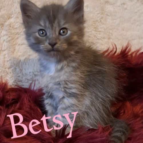Chaton siberien loof #1