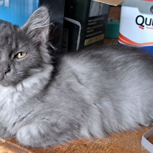 Chaton siberien loof