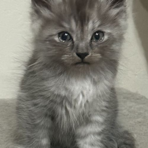 Chaton siberien loof #4