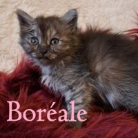 Chaton siberien loof #2