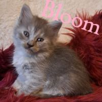 Chaton siberien loof