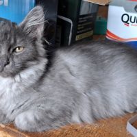 Chaton siberien loof