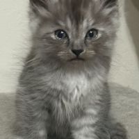 Chaton siberien loof #4