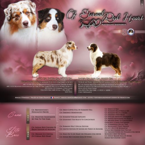 Chiot berger australien #1