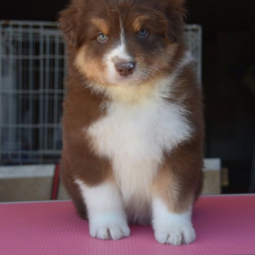 Chiot berger australien #2